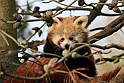 Rod Panda 3